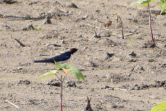 Hirundo smithii