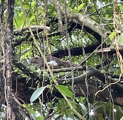 Callosciurus notatus