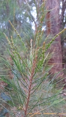 Allocasuarina