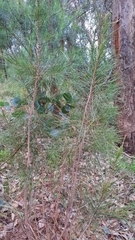 Allocasuarina