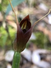 Pterostylis erecta