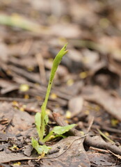 Pterostylis nutans