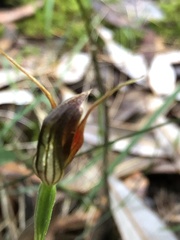 Pterostylis erecta
