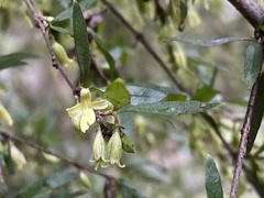 Coprosma quadrifida