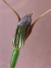 Pterostylis erecta