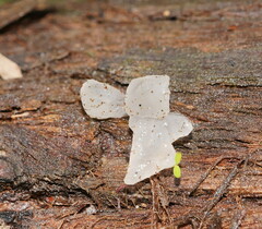 Tremella fuciformis