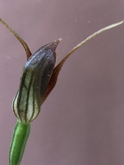 Pterostylis erecta