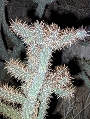 Cylindropuntia prolifera