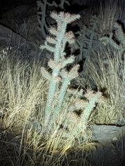 Cylindropuntia prolifera