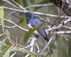 Myiagra rubecula