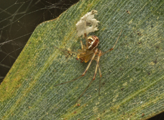 Theridion pyramidale