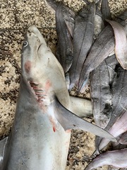 Carcharhinus brevipinna