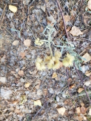 Helichrysum arenarium