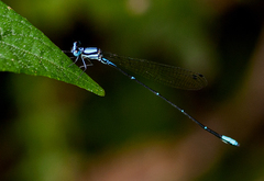 Allocnemis marshalli