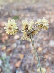 Helichrysum arenarium