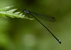 Allocnemis