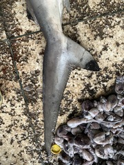 Carcharhinus brevipinna