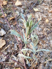 Helichrysum arenarium