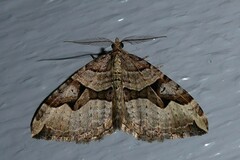 Xanthorhoe semifissata