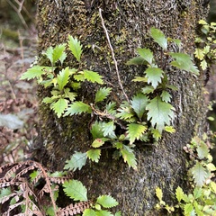 Pterophylla racemosa