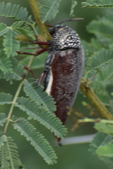 Sternocera