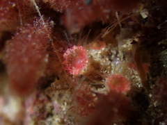 Microzoanthus