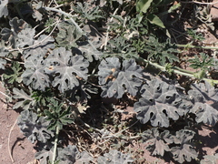 Cucurbita cordata
