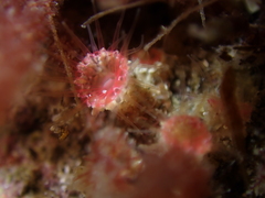 Microzoanthus