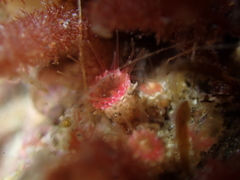 Microzoanthus