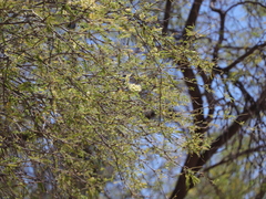 Prosopis articulata