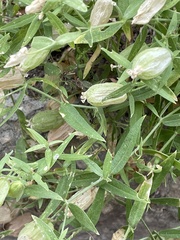 Silene procumbens