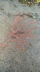 Corispermum hyssopifolium