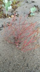 Corispermum hyssopifolium