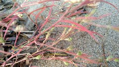 Corispermum hyssopifolium