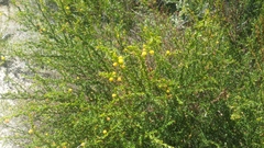 Acacia paradoxa