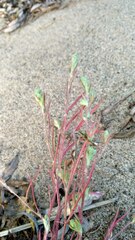 Corispermum hyssopifolium