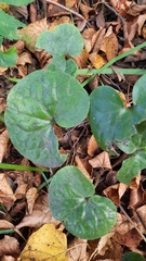 Asarum europaeum