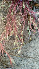 Corispermum hyssopifolium