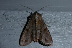 Ichneutica ustistriga
