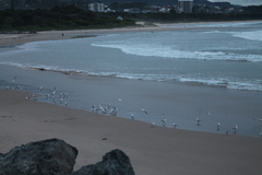 Chroicocephalus novaehollandiae