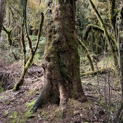 Nestegis cunninghamii