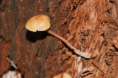 Collybia eucalyptorum