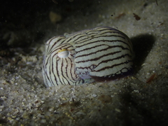 Sepioloidea lineolata