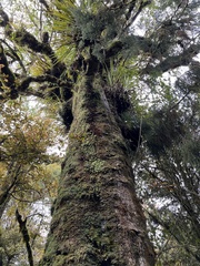 Nestegis cunninghamii