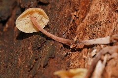 Collybia eucalyptorum