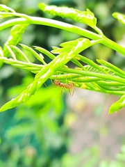 Oecophylla smaragdina