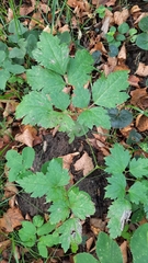 Actaea spicata