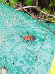 Dysdercus cingulatus