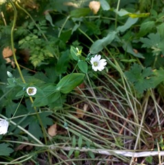 Cerastium davuricum