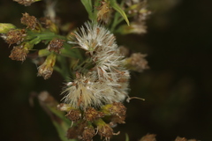 Solidago virgaurea